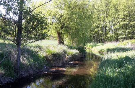 Der Kraaker Mühlenbach ist ein renaturiertes Fließgewässer
