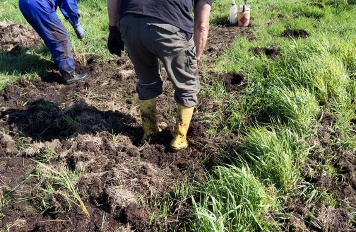 Die Jungpflanzen werden in vorbereitete Pflanzlöcher gesetzt © LGMV Die Jungpflanzen werden in vorbereitete Pflanzlöcher gesetzt © LGMV