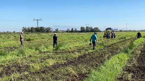 Mitarbeitende der Güstrower GaLaFo mbH & Co. KG bei der Pflanzung