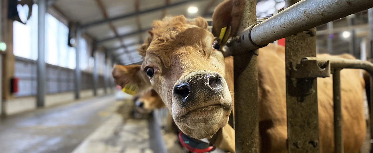 Bühne Brüel 2 lgmv Milchviehstall lgmv