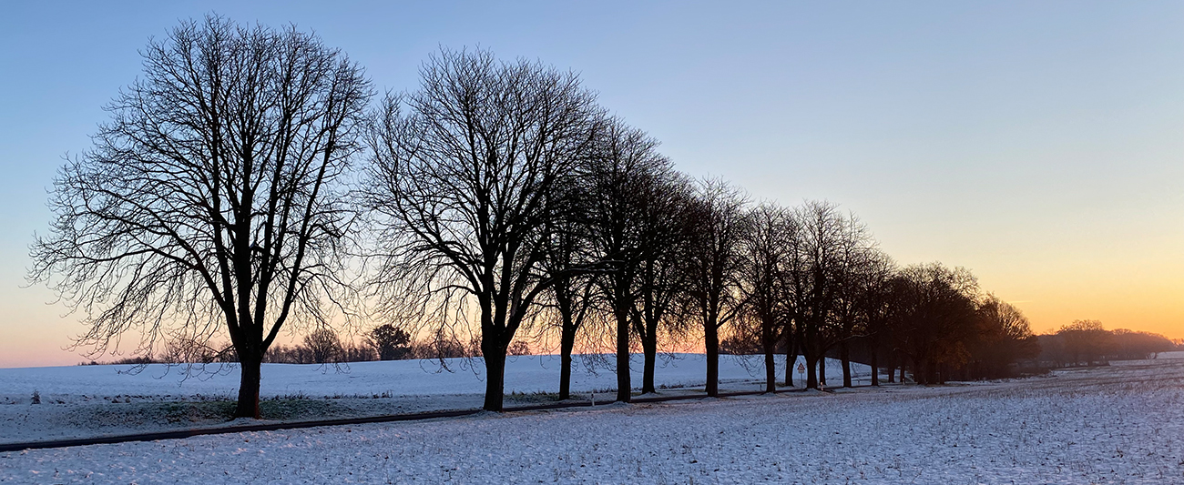 Winterliche Landschaft mit Allee und Feldern in Mecklenburg-Vorpommern 