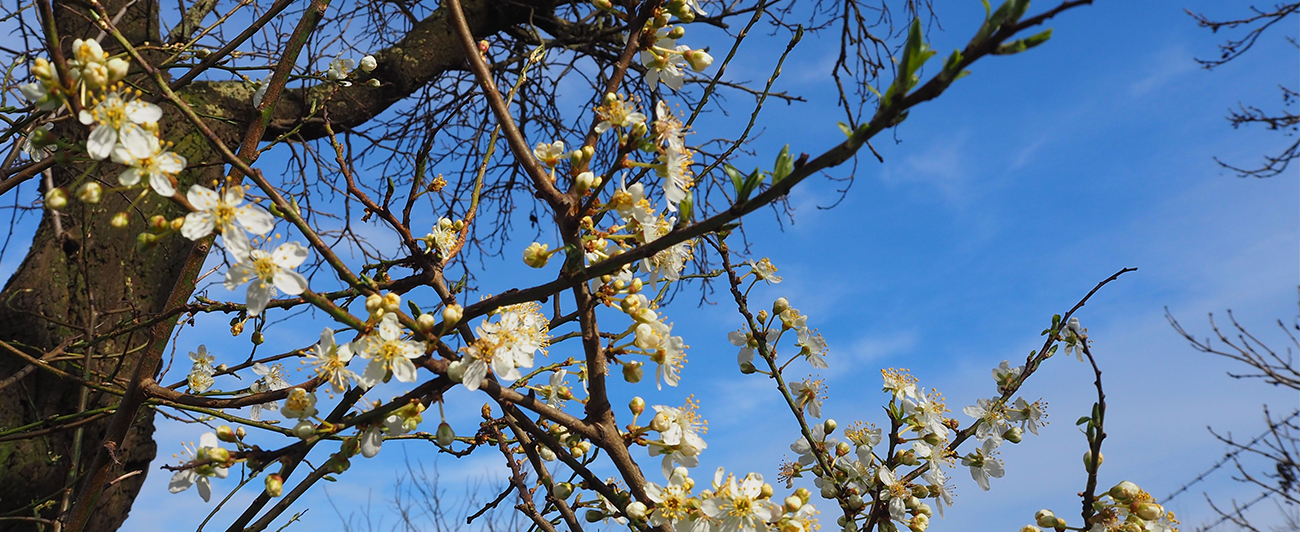 Frühling in MV 4 © LGMV Frühling in MV © LGMV