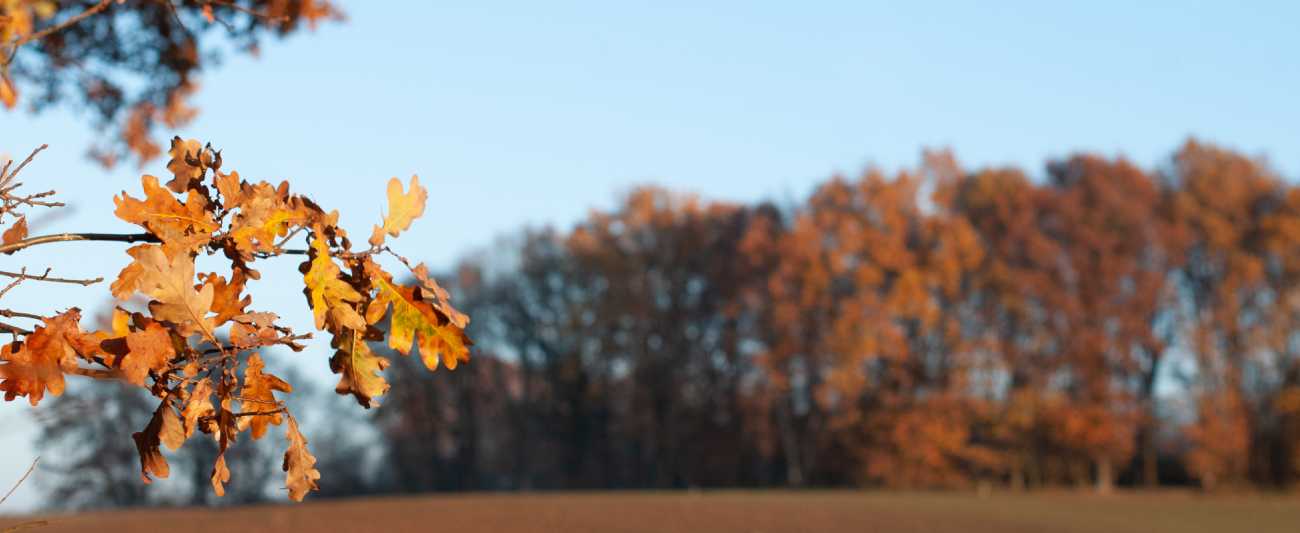 Herbst in Mecklenburg-Vorpommern © LGMV Herbst in Mecklenburg-Vorpommern © LGMV