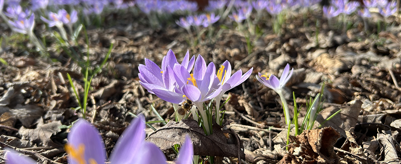 Krokusse im März 1 LGMV Krokusse im März LGMV