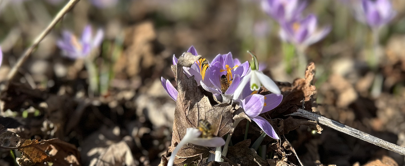 Krokusse im März 2 LGMV Krokusse im März LGMV