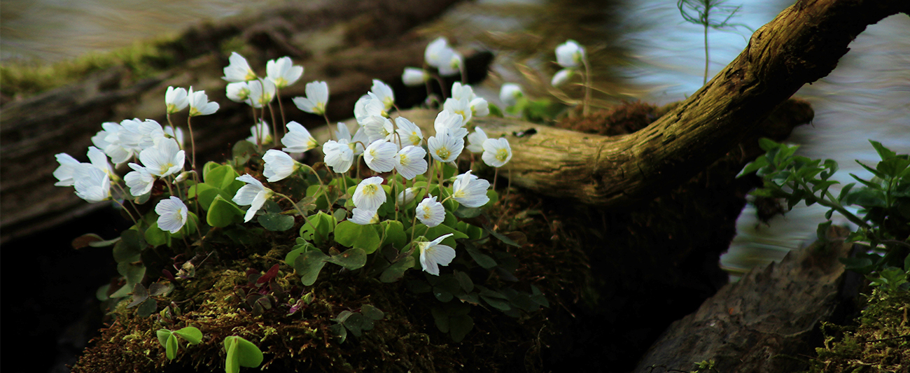 März in MV 1 © LGMV Frühling in MV © LGMV