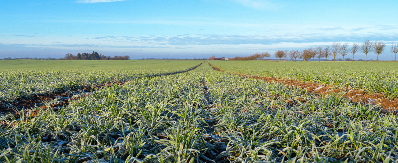 Frost auf Feld in Mecklenburg-Vorpommern © LGMV Frost auf Feld in Mecklenburg-Vorpommern © LGMV